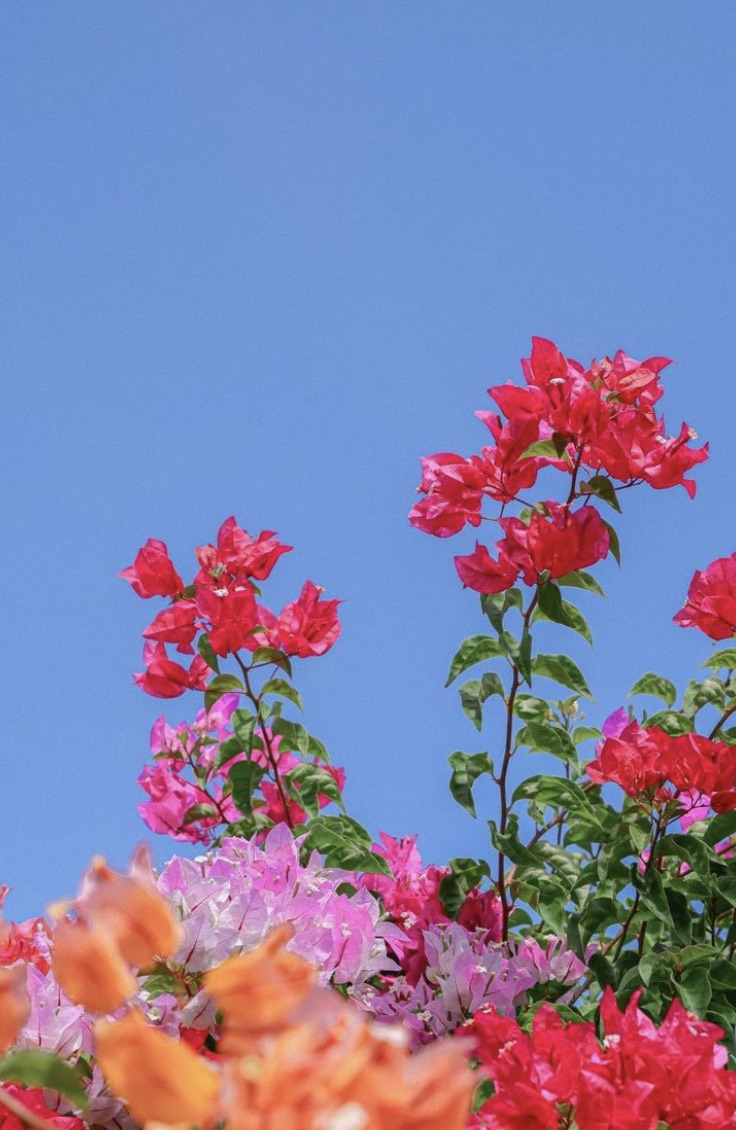 Bright bougainvillea flowers against a clear blue sky